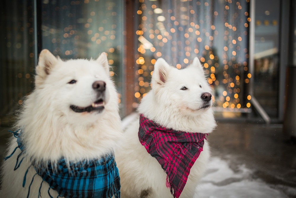 Two Samoyeds wearing scarves outside