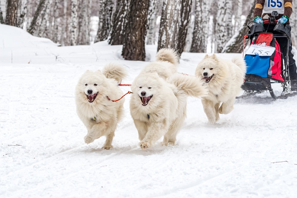 3 Samoyeds pulling a sled through the snow. 