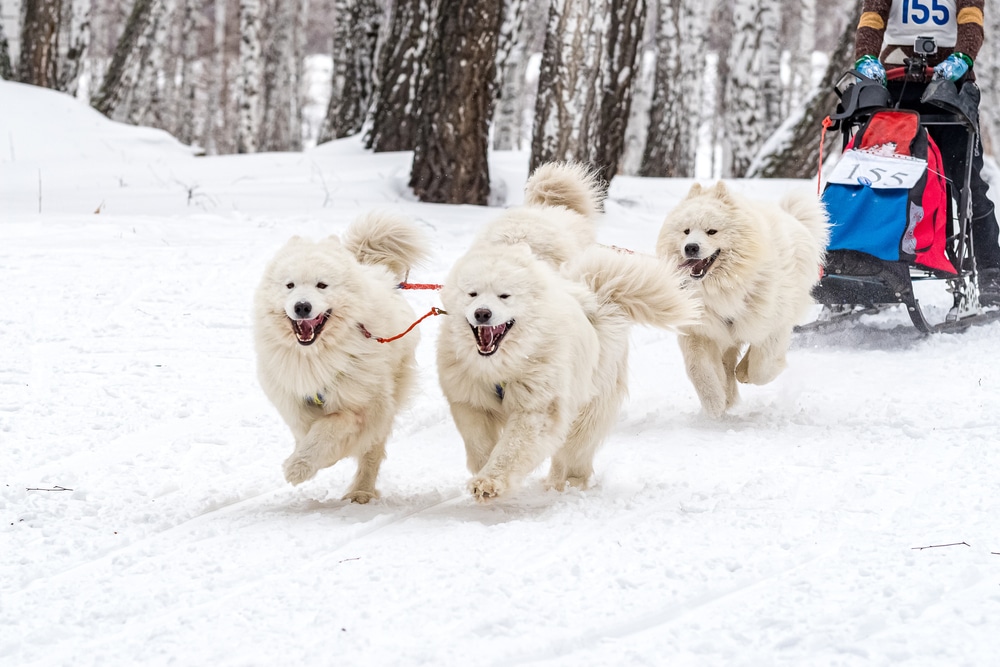 3 Samoyeds pulling a sled through the snow.