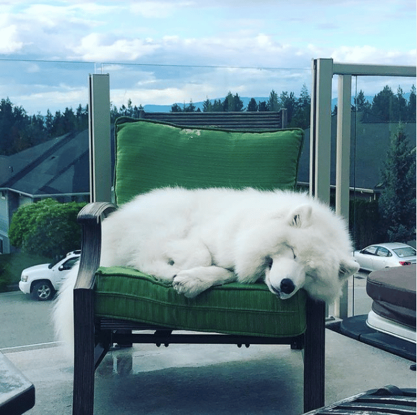 Brody the Samoyed sleeping on a chair. 
