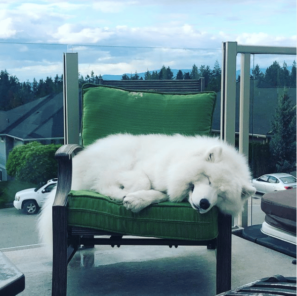 Brody the Samoyed sleeping on a chair.