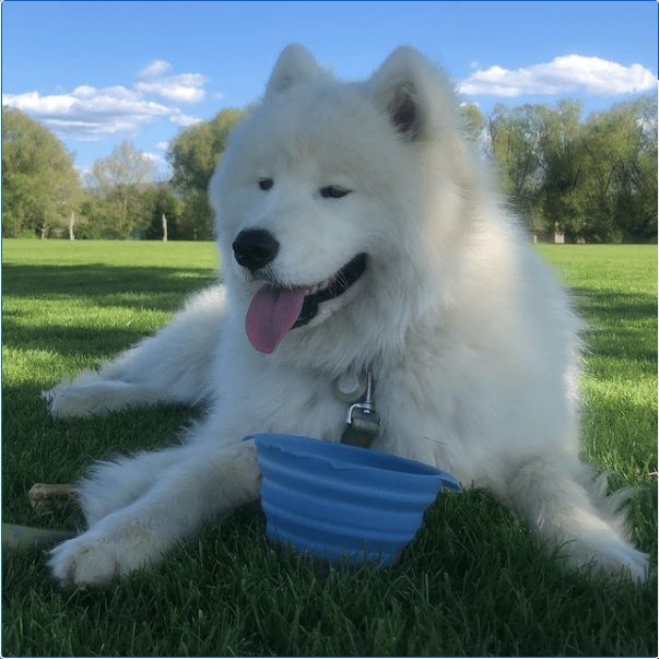 Brody the Samoyed lying on grass