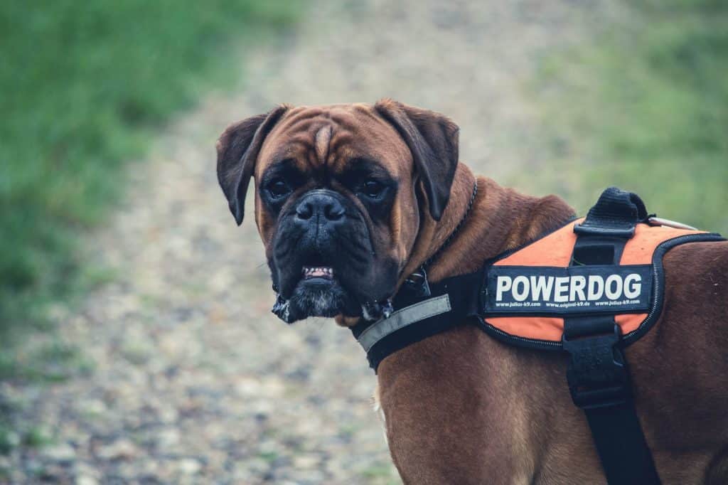 A Boxer dog wearing a service vest. 