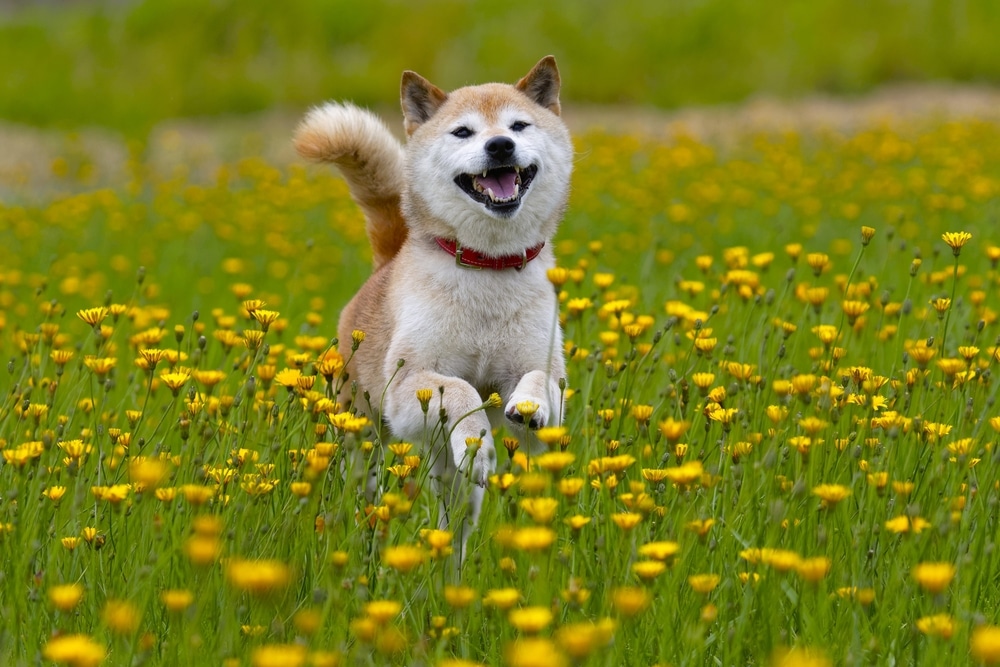 Shiba Inu running through a field of dandelions