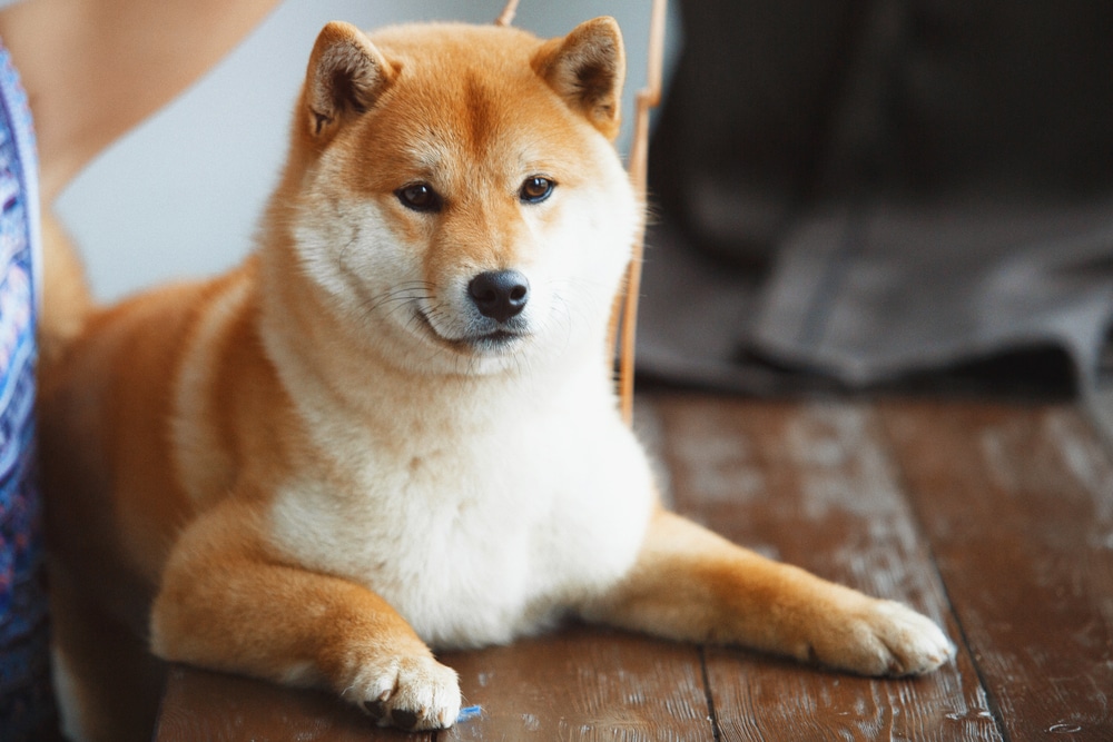 Shiba Inu resting its paws on a wooden table. 