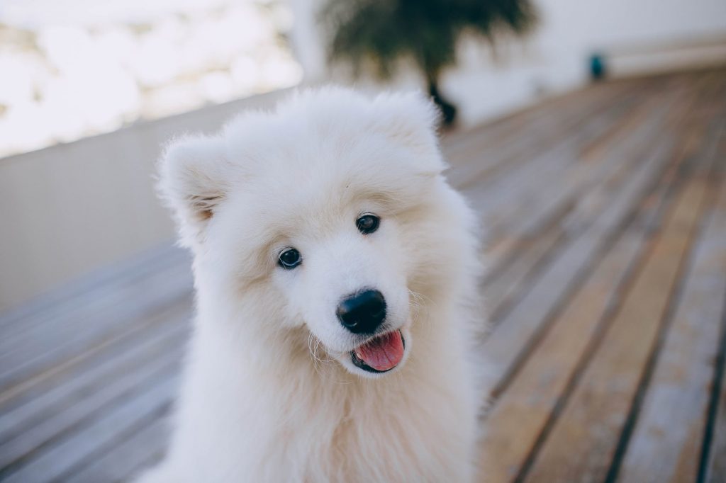 Samoyed sitting on a wood deck smiling.