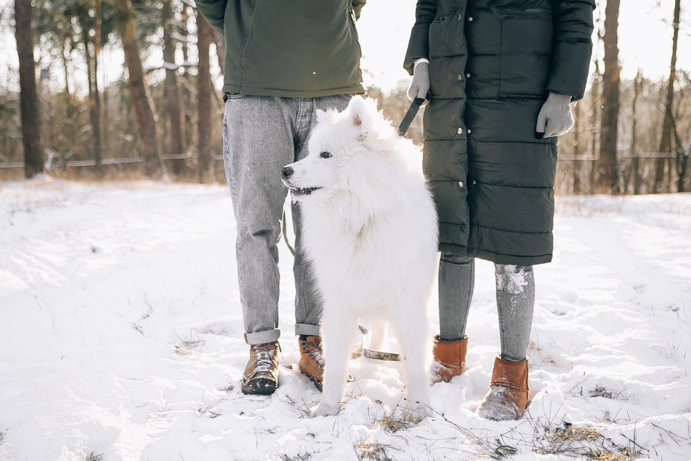 Samoyed on a leash with its owners in the snow.