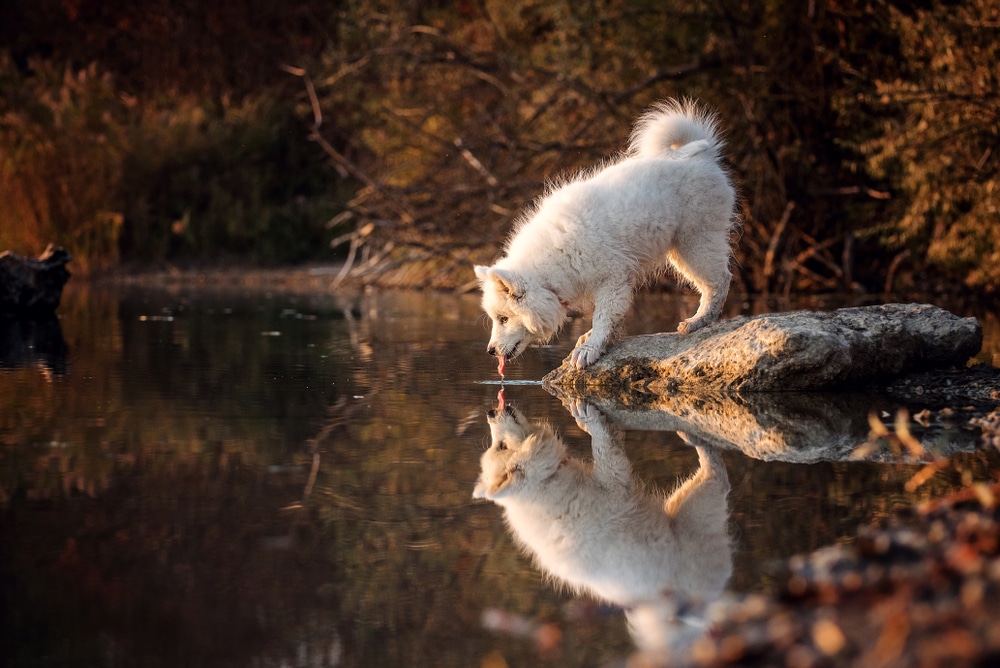 A Samoyed drinking water from a lake.