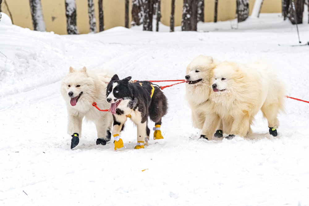 Three Samoyeds and a Husky sled pulling.