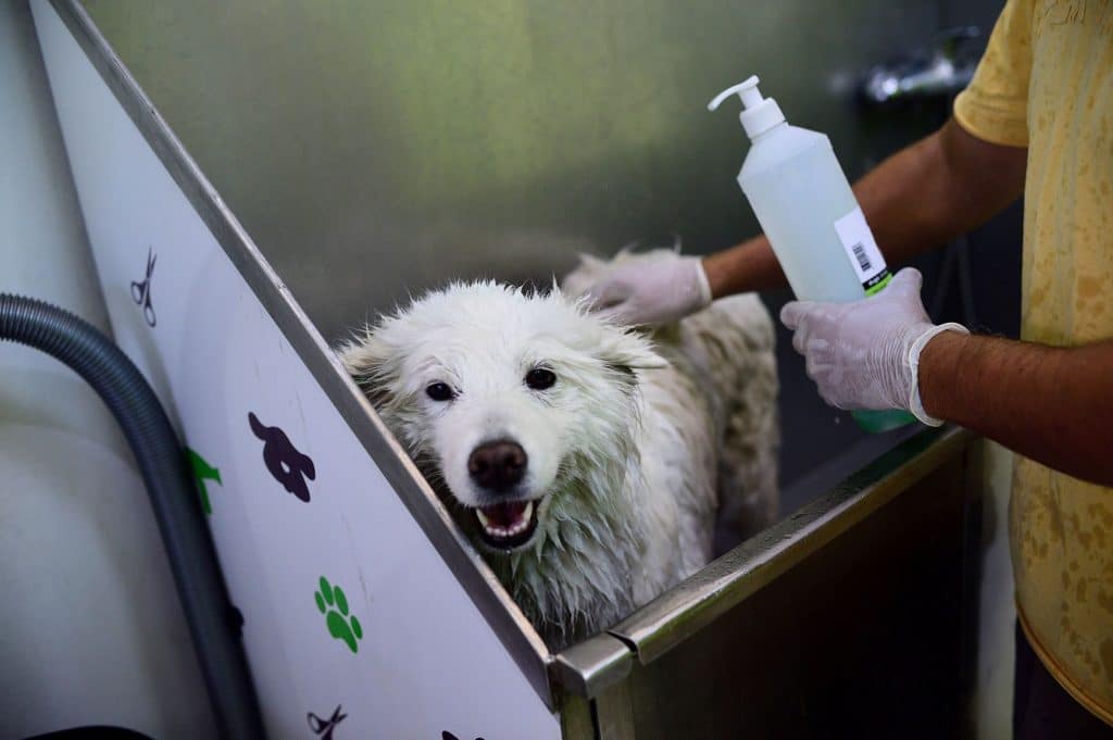 samoyed dog bathing