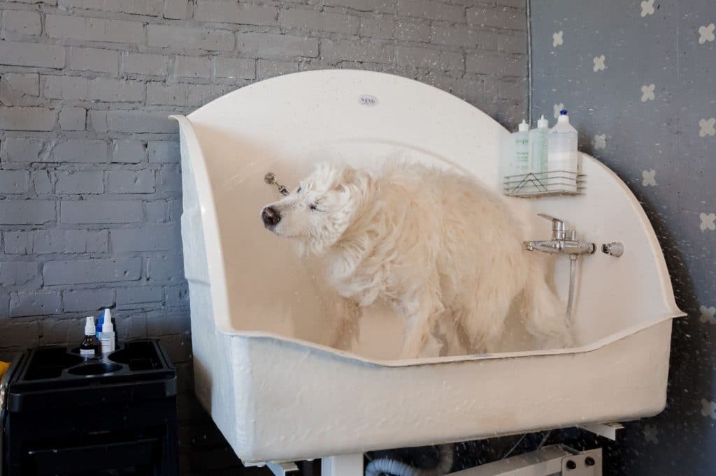 Samoyed Dog in sink