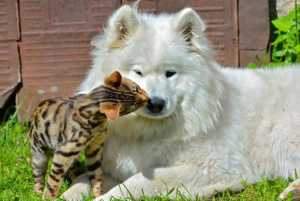 Samoyed and cat