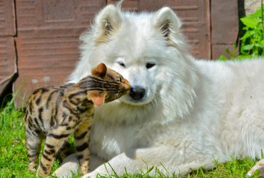 Samoyed and cat
