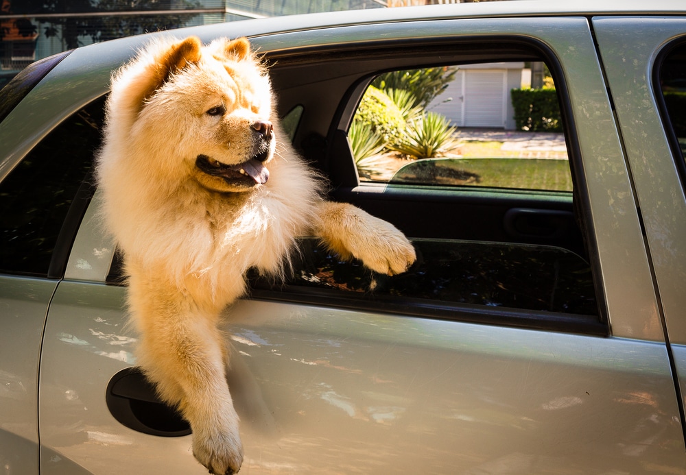 Chow chow leaning out window