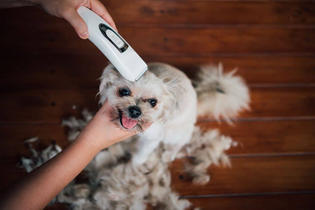 small dog being shaved at home