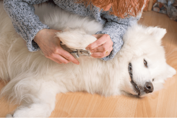 Samoyed nail clipping