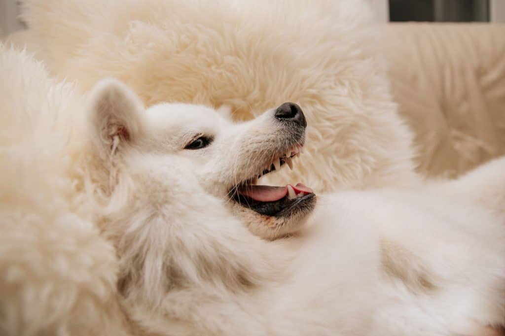 cream-colored samoyed