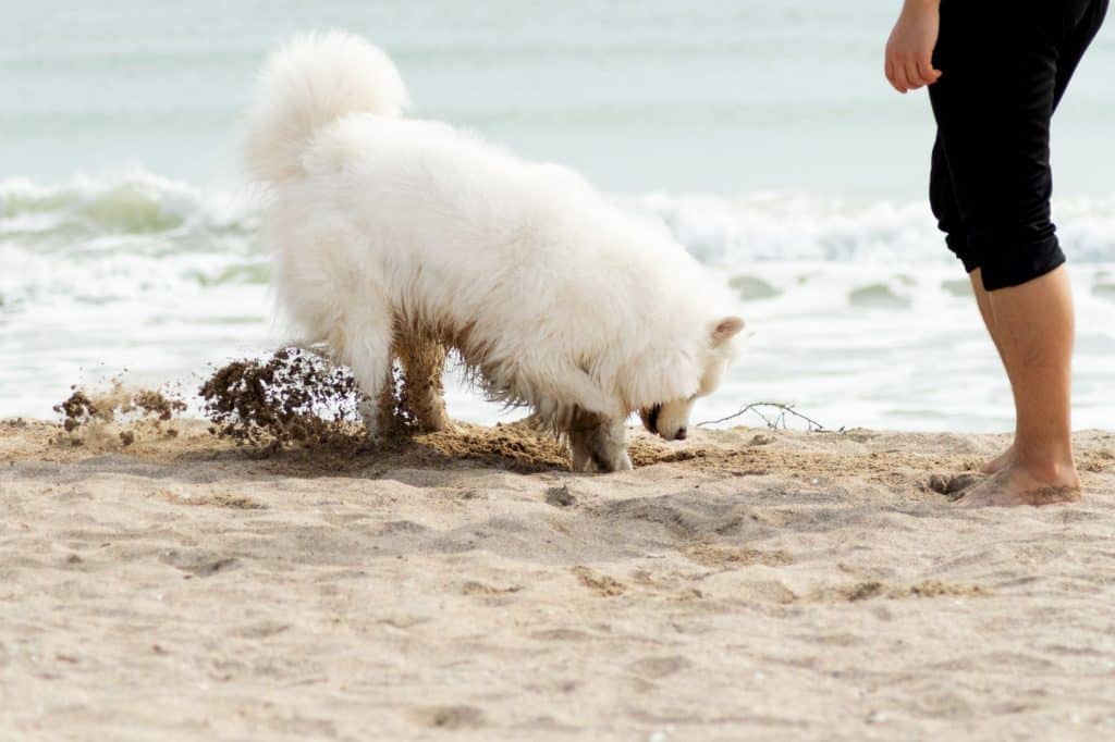 Samoyed digging