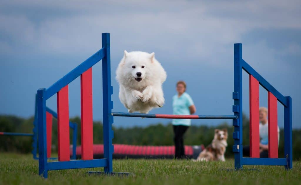 Samoyed jumping through an agility course