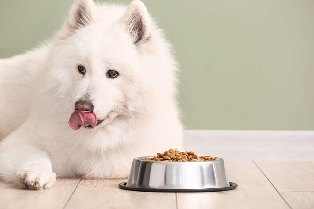 Samoyed with food bowl