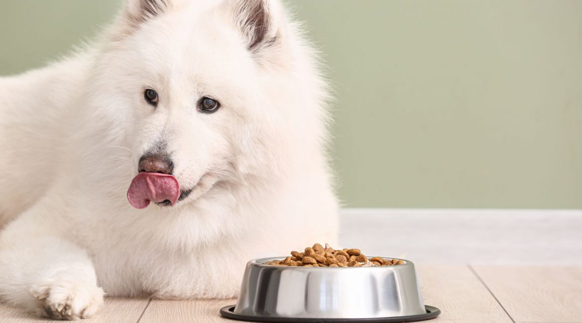 Samoyed Feeding Amounts How much is too much? Happy Samoyed