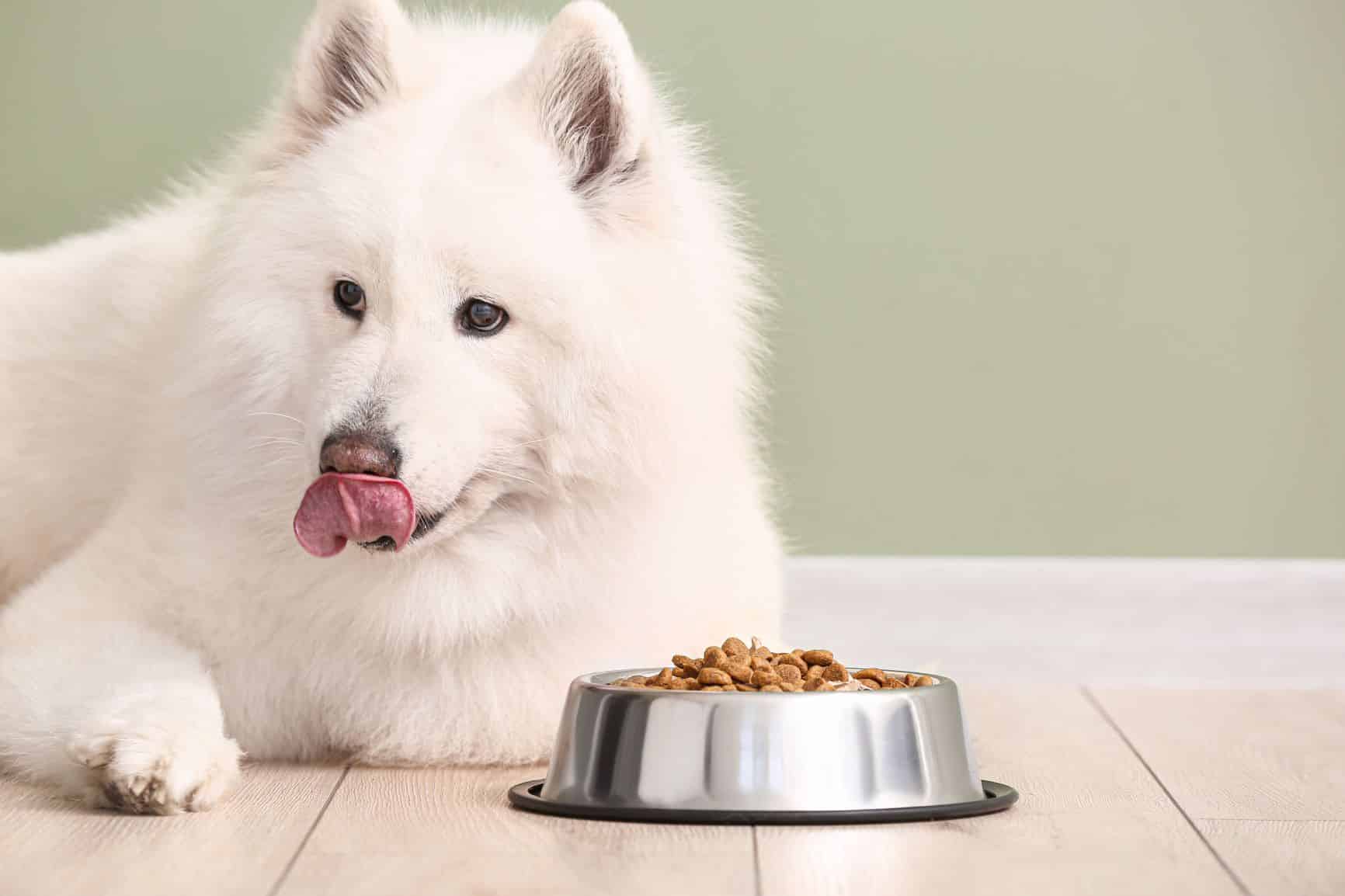 Top pets. Самоед кушает. Самоедская собака ест. Самоеды питание для собак. Самоед с едой.