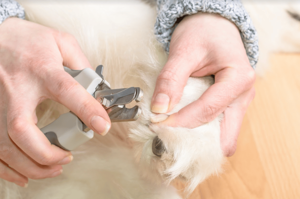 dog nail clipping