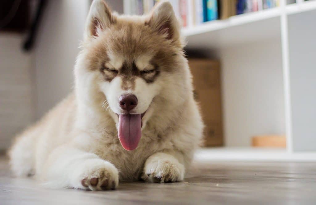 Husky lying on a hardwood floor with its tongue out.