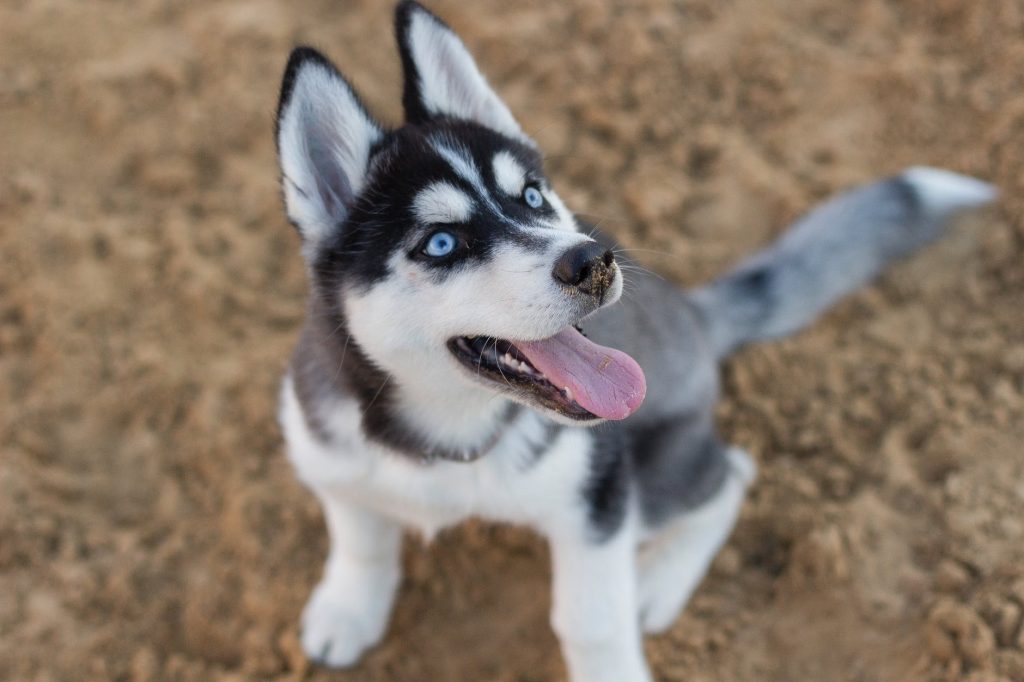 Blue-eyed husky stares into the distance with tongue out.