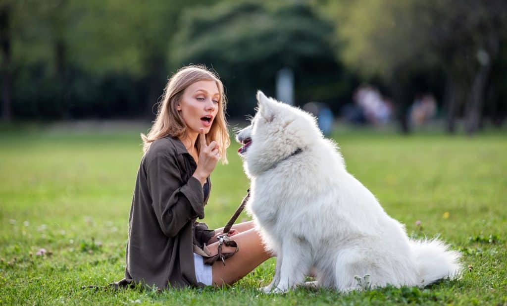 owner talking to samoyed on the grass