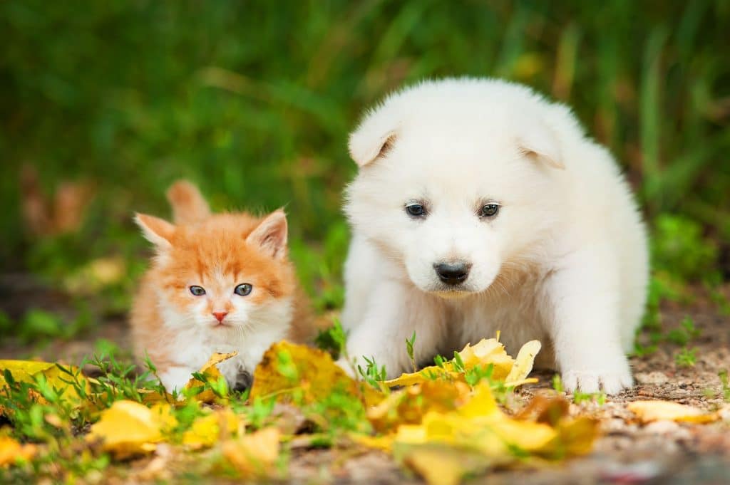 samoyed puppy and kitten outside