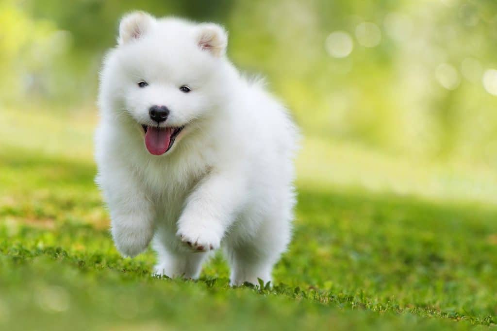 Samoyed puppy running