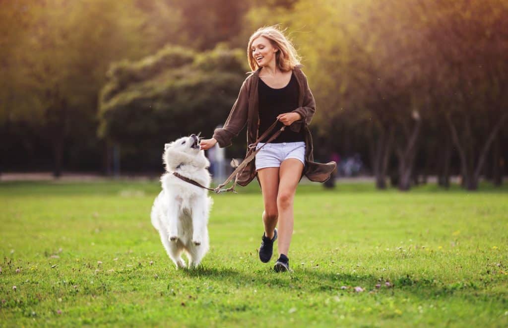 Samoyed running with owner