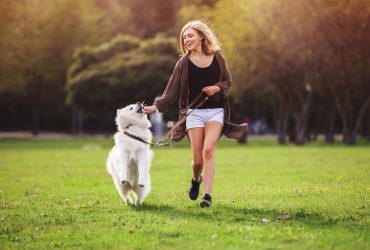 Samoyed running with owner