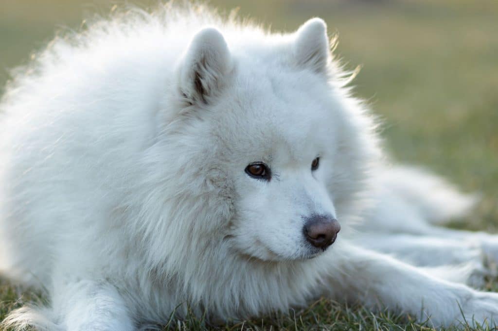 Samoyed laying down