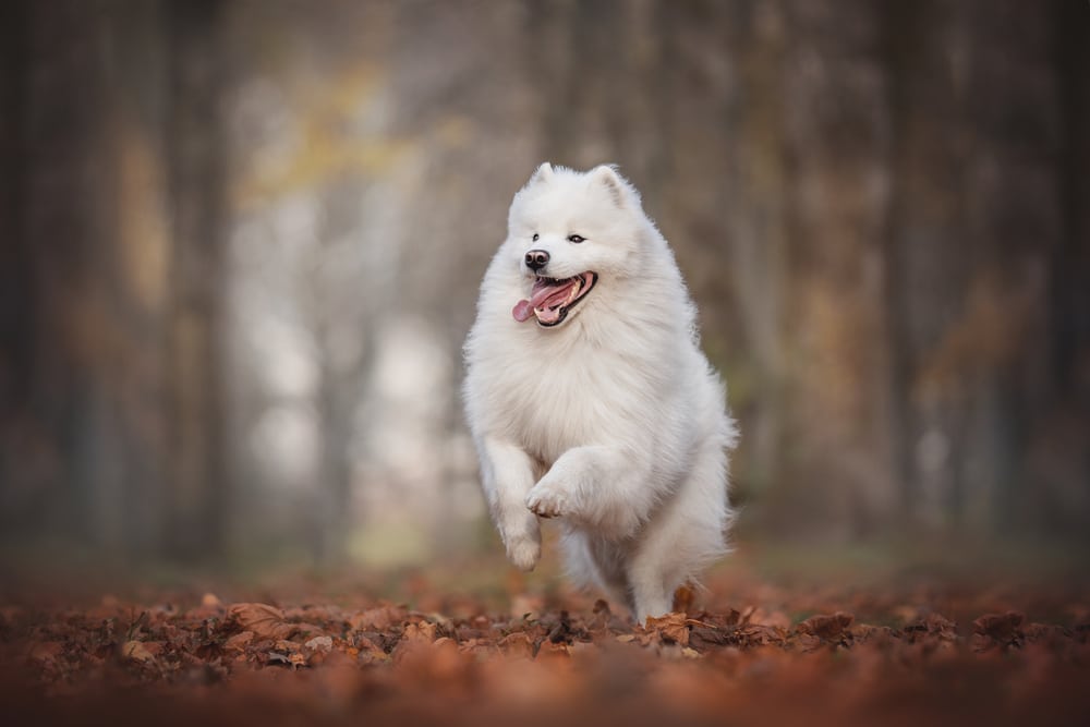 A large Samoyed runs through the forest.