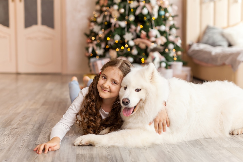 Samoyed and a child lying in front of a Christmas tree. 