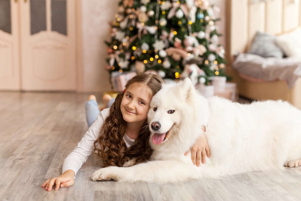 Samoyed and a child lying in front of a Christmas tree.