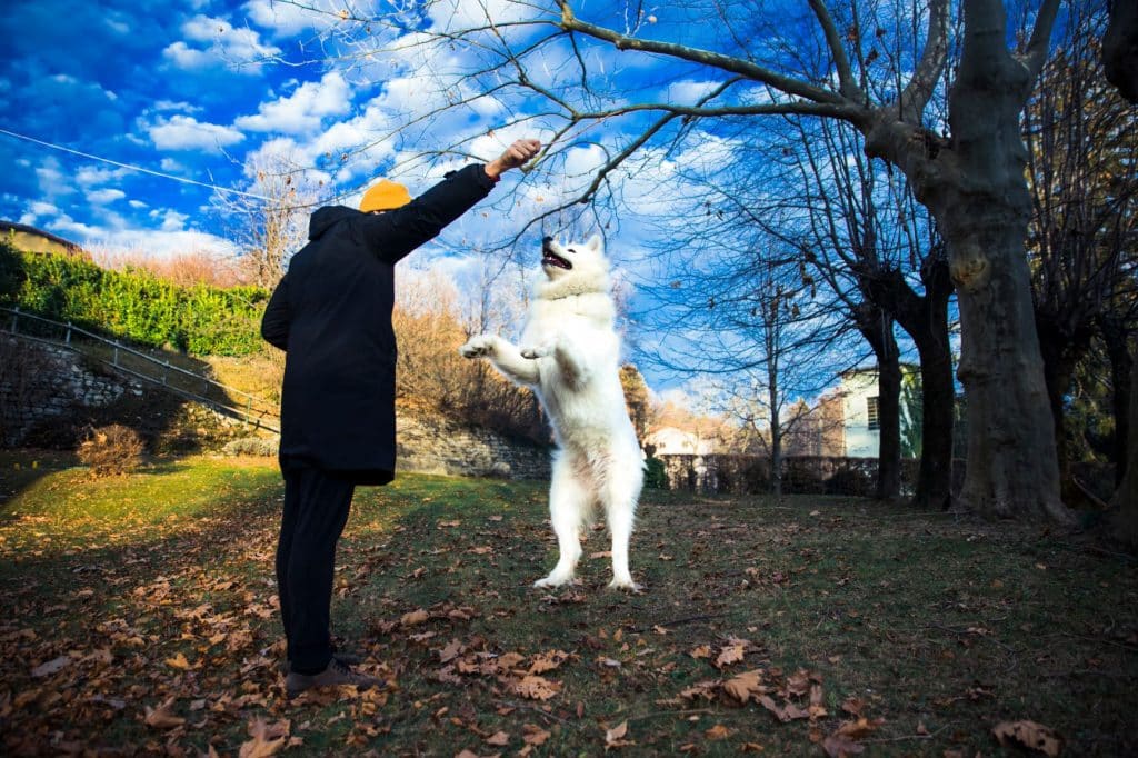 Samoyed and owner playing
