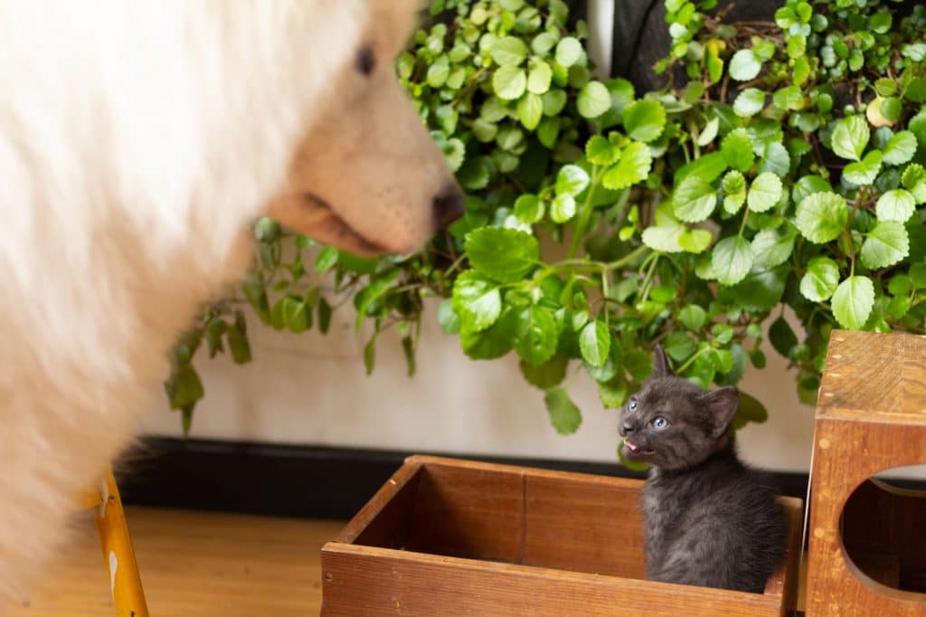 Samoyed and cat staredown