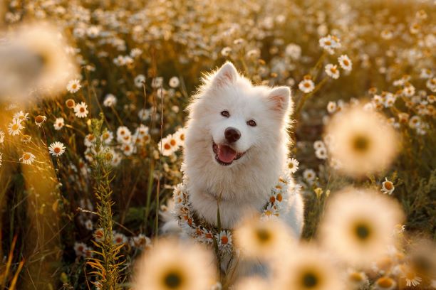 samoyed in field of flowers