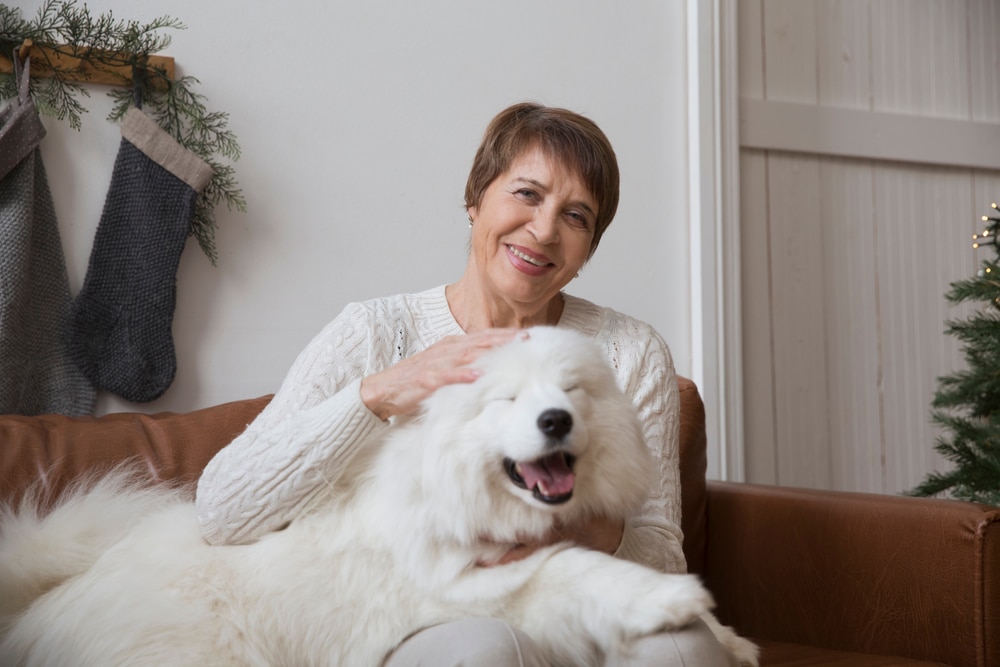 A woman sitting on a sofa petting a smiling Samoyed. 