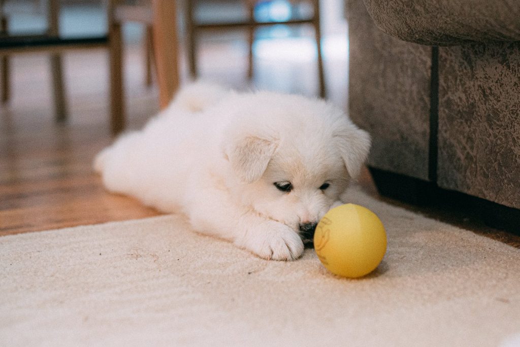 Samoyed puppy lying on its stomach staring at a yellow ball. 