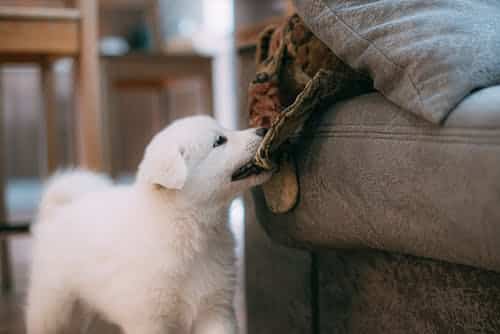 Samoyed puppy beside a sofa, biting a blanket.