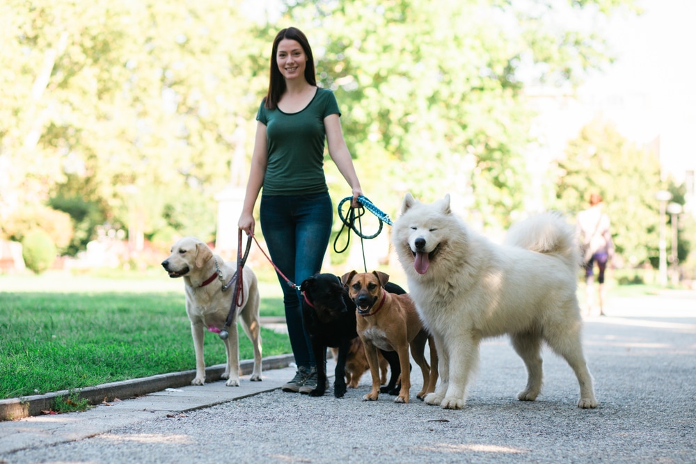 A woman walks with a group of 4 dogs.