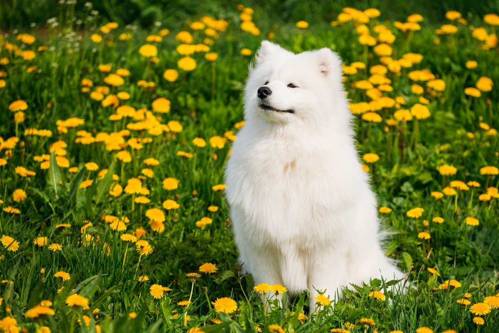 A Samoyed sitting in a field with yellow flowers.