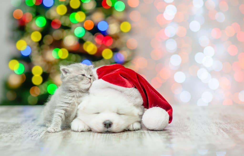 A Samoyed puppy and kitten laying next to each on Christmas.