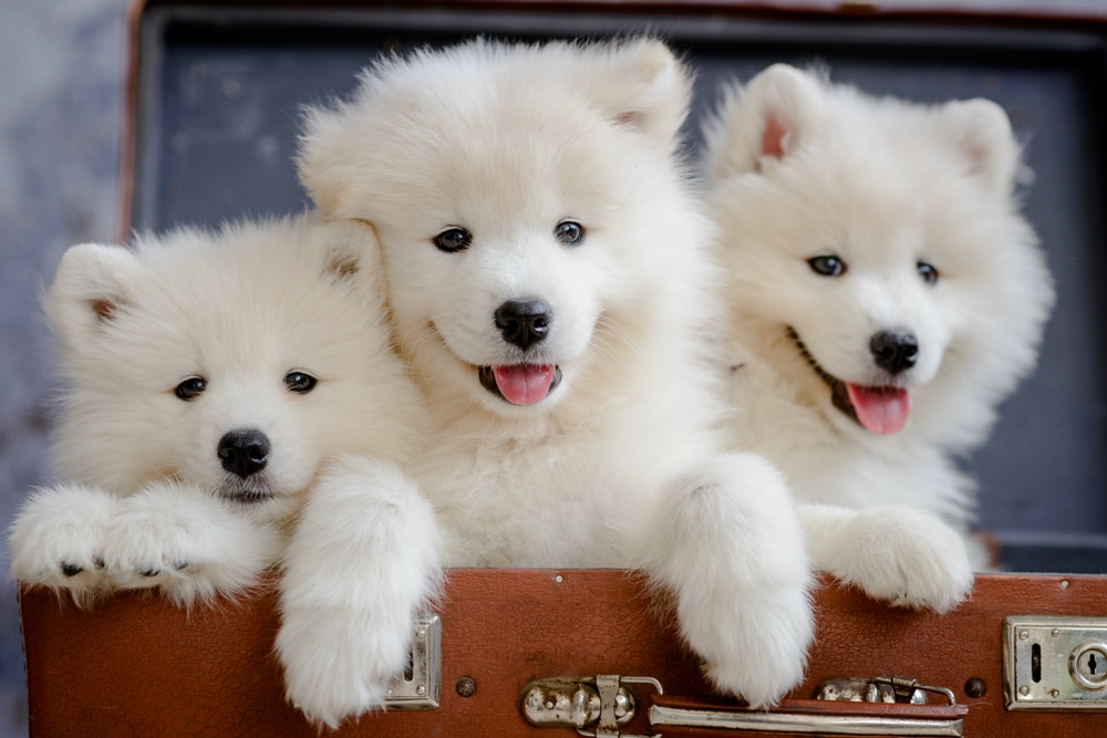 Three Samoyed puppies in a suitcase.