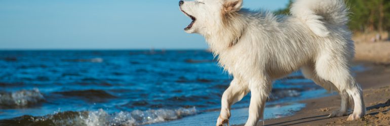Samoyed barking on a sunny beach.