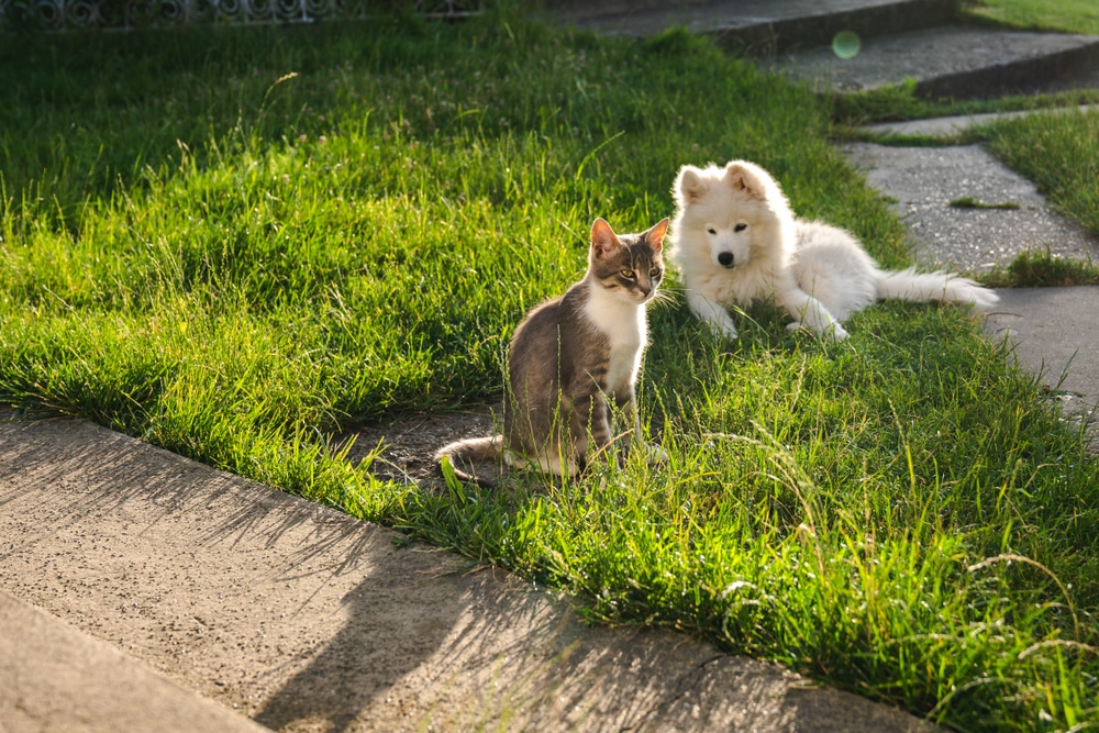A Samoyed and a cat hanging out on some grass.